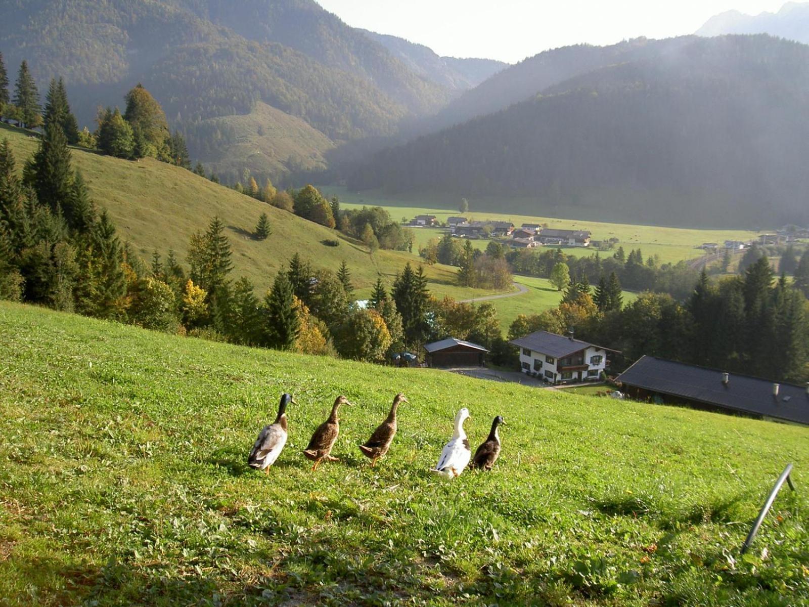 Ferienhof Obertenn Hochfilzen Buitenkant foto